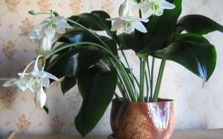 Можно выращивать лилию в домашних условиях