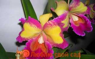 Орхидея Как правильно выращивать дома чтобы красиво цвела?