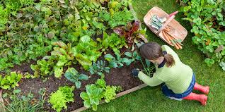 Можно ли в домашних условиях выращивать укроп?