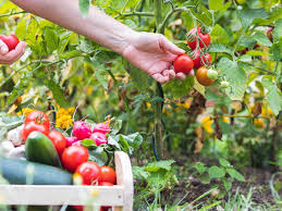 Как правильно выращивать рассаду помидор в домашних условиях?