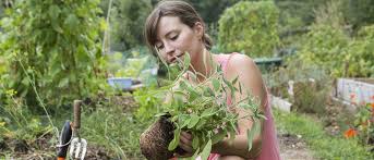 Как выращивать нутрию в домашних условиях?