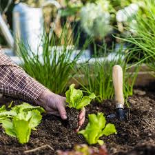 Как выращивать брунеру в домашних условиях на улице?